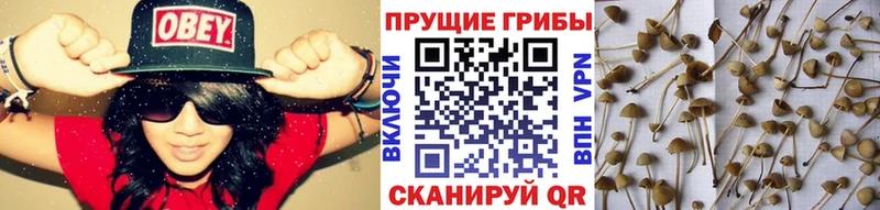 Псилоцибиновые грибы мухоморы  магазин    гидра маркетплейс  Архангельск 